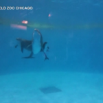 Delfino partorisce con l’aiuto di un’altra mamma allo zoo di Chicago: il video della nascita