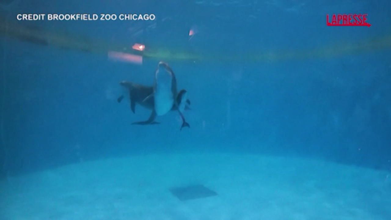 Delfino partorisce con l’aiuto di un’altra mamma allo zoo di Chicago: il video della nascita Delfino partorisce con l’aiuto di un’altra mamma allo zoo di Chicago: il video della nascita