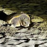 Sulla spiaggia del Circeo il primo nido di tartaruga Caretta Caretta dell’anno