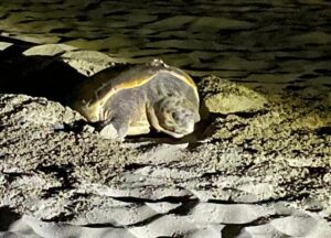 Sulla spiaggia del Circeo il primo nido di tartaruga Caretta Caretta dell’anno