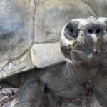 La tartaruga di 135 anni diventa papà: emozione allo zoo di Miami