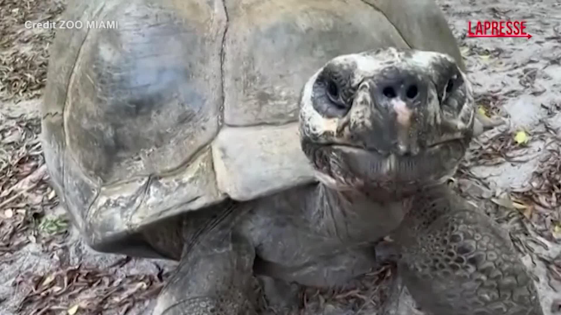 La tartaruga di 135 anni diventa papà: emozione allo zoo di Miami La tartaruga di 135 anni diventa papà: emozione allo zoo di Miami