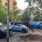 Roma, albero cade sulla Circonvallazione Appia: distrutta un’auto