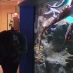 Stelle marine girasole in via di estinzione: il miracolo degli scienziati che le riproducono in cattività
