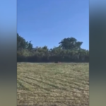 Germania, allarme puma vicino al Lago Geiseltal: il video sui social