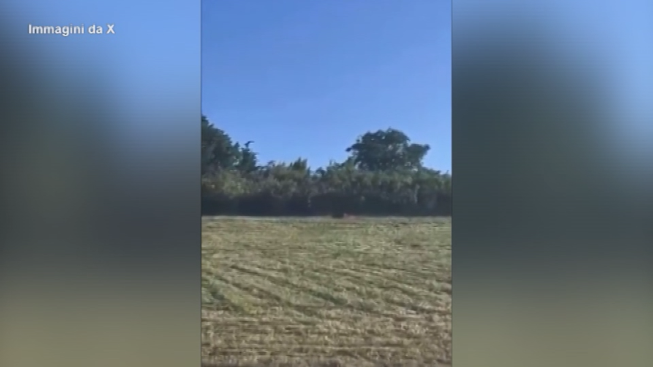 Germania, allarme puma vicino al Lago Geiseltal: il video sui social Germania, allarme puma vicino al Lago Geiseltal: il video sui social