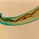 Lumache killer, allarme per i cani: ecco cosa sono