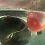 Allo zoo di Philadelfia gli animali ricevono regali speciali per combattere il caldo