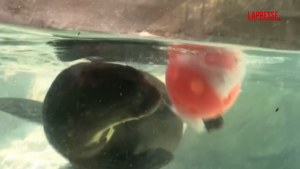Allo zoo di Philadelfia gli animali ricevono regali speciali per combattere il caldo
