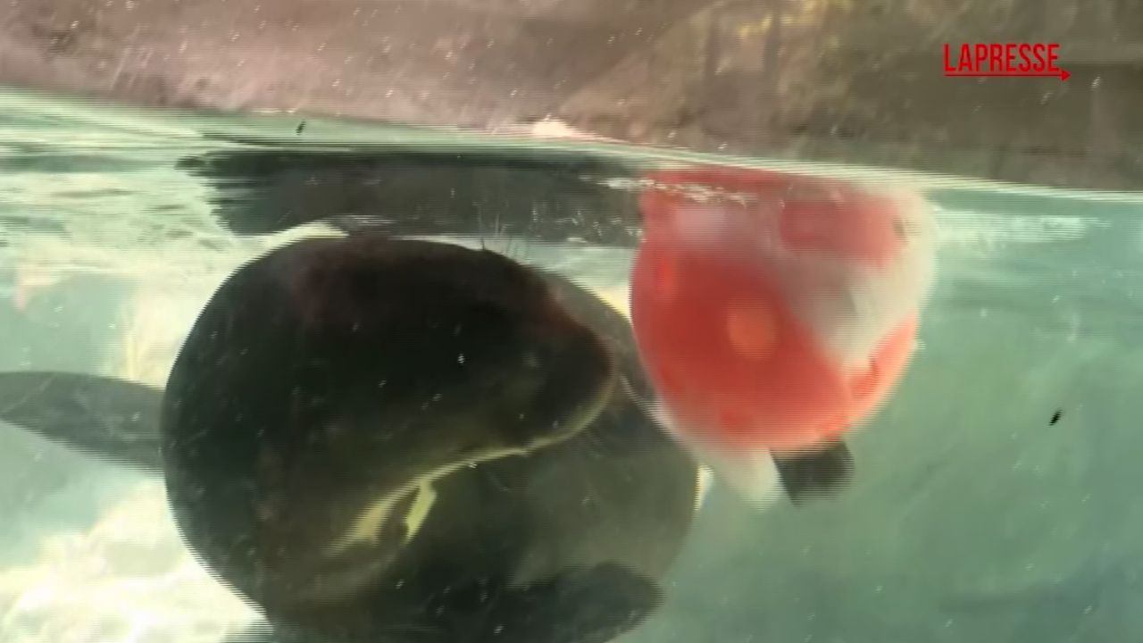 Allo zoo di Philadelfia gli animali ricevono regali speciali per combattere il caldo Allo zoo di Philadelfia gli animali ricevono regali speciali per combattere il caldo