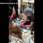 Usa, orso bruno dal dentista: l’animale ha un nuovo dente canino