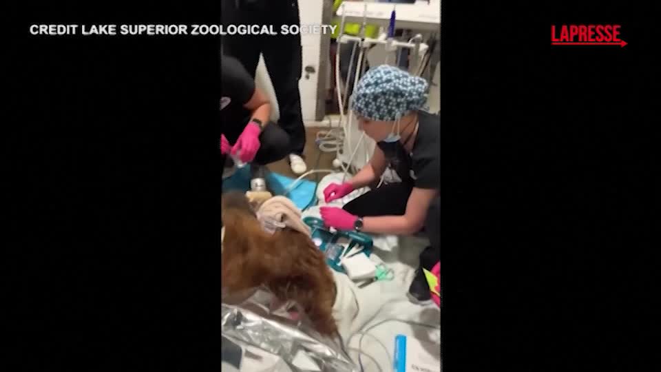 Usa, orso bruno dal dentista: l’animale ha un nuovo dente canino Usa, orso bruno dal dentista: l’animale ha un nuovo dente canino