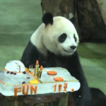 Taipei, il panda gigante Yuanbao festeggia il suo quinto compleanno