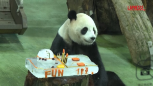 Taipei, il panda gigante Yuanbao festeggia il suo quinto compleanno