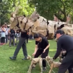 Londra, animali di cartone a grandezza naturale invadono il West End: il video della performance