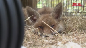 Regno Unito, la storia del Fox Project: l’ospedale per volpi rosse