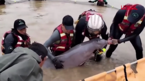 Bolivia, delfini rosa intrappolati in lagune isolate: le operazioni di salvataggio