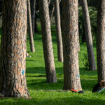 Villa Pamphili, indagini su possibile truffa di Kauffman per fondi film