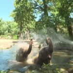 Caldo record in Europa, al Berlin Zoo scatta il piano rinfrescante per gli animali