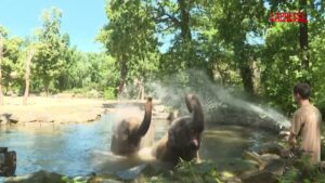 Caldo record in Europa, al Berlin Zoo scatta il piano rinfrescante per gli animali