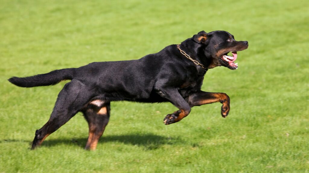 azzannati dal rottweiler della nonna a roma gravi due bimbi