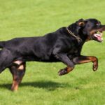 Azzannati dal rottweiler della nonna a Roma, gravi due bimbi