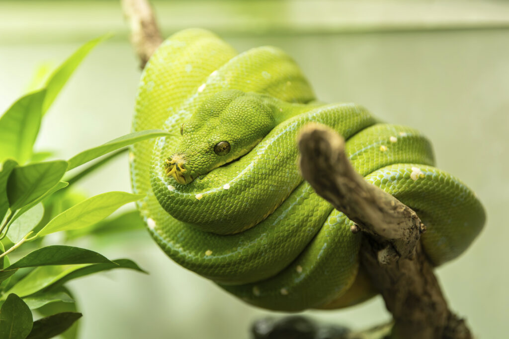 Australia, serpente a bordo: volo Melbourne Brisbane ritarda 2 ore