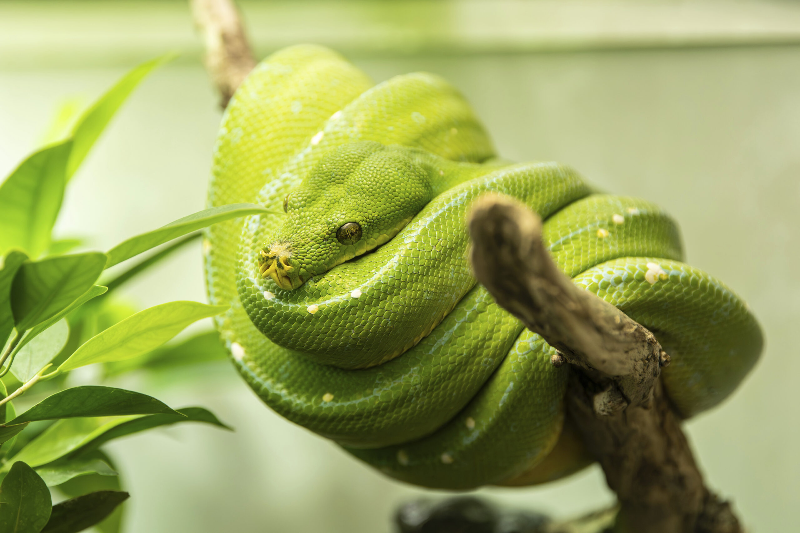 Australia, serpente a bordo: volo Melbourne-Brisbane ritarda 2 ore