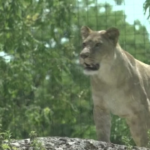 Caldo, allo zoo di Parigi ghiaccioli per nutrire gli animali
