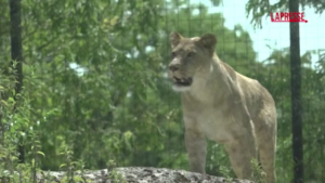 Caldo, allo zoo di Parigi ghiaccioli per nutrire gli animali