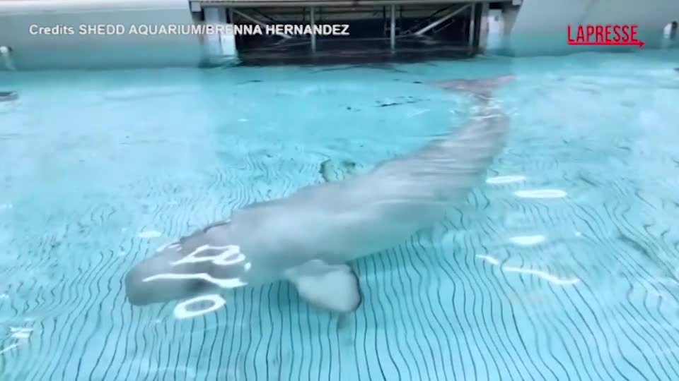 Usa, all’acquario di Chicago una balena beluga sopravvive all’anestesia generale: è il primo caso