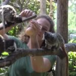 Caldo record in Italia, snack ghiacciati per gli animali dello zoo di Roma