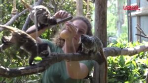 Caldo record in Italia, snack ghiacciati per gli animali dello zoo di Roma