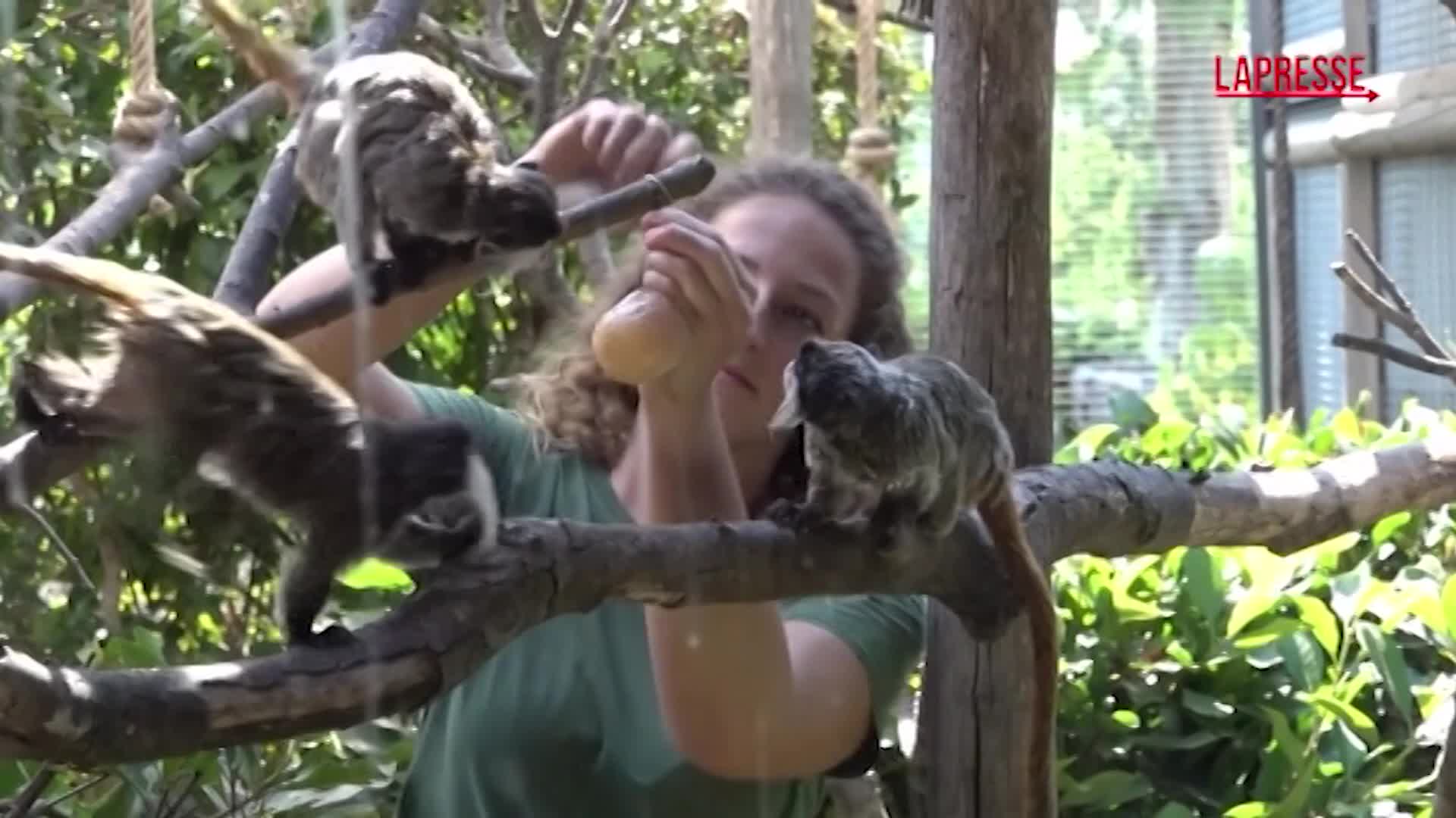 caldo record in italia snack ghiacciati per gli animali dello zoo di roma