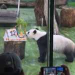 Taiwan, torta ghiacciata per il panda che festeggia 12 anni: la folla corre per vederlo
