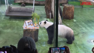 Taiwan, torta ghiacciata per il panda che festeggia 12 anni: la folla corre per vederlo