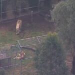 Australia, il leone di uno zoo aggredisce una donna: le immagini dalla camera di sicurezza