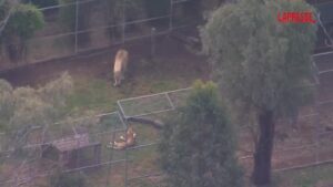 Australia, il leone di uno zoo aggredisce una donna: le immagini dalla camera di sicurezza