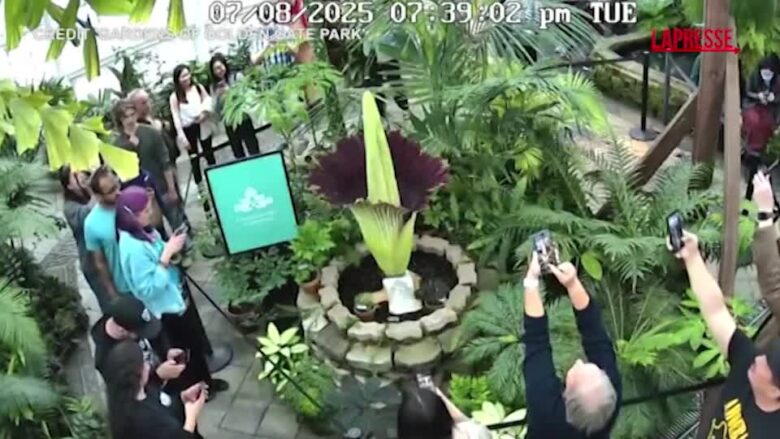 San Francisco, decine di persone al giardino botanico per la fioritura della "Pianta cadavere"