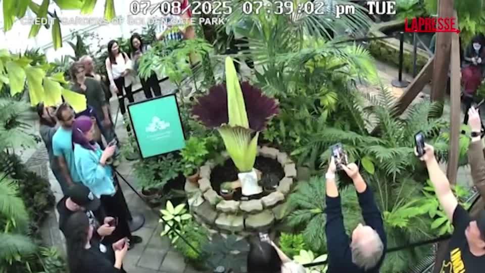 san francisco decine di persone al giardino botanico per la fioritura della pianta cadavere