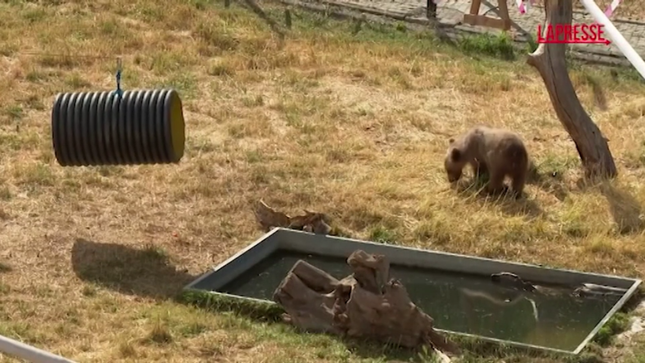 kosovo cucciolo di orso salvato dalla tratta illegale le immagini della sua nuova casa a pristina