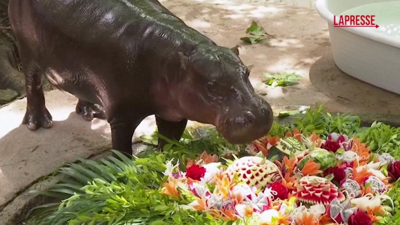 Thailandia, il baby ippopotamo Moo Deng festeggia un anno Thailandia, il baby ippopotamo Moo Deng festeggia un anno