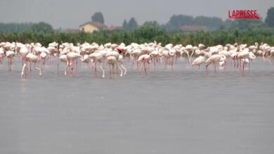 L'invasione di fenicotteri rosa sul Delta del Po: risaie minacciate