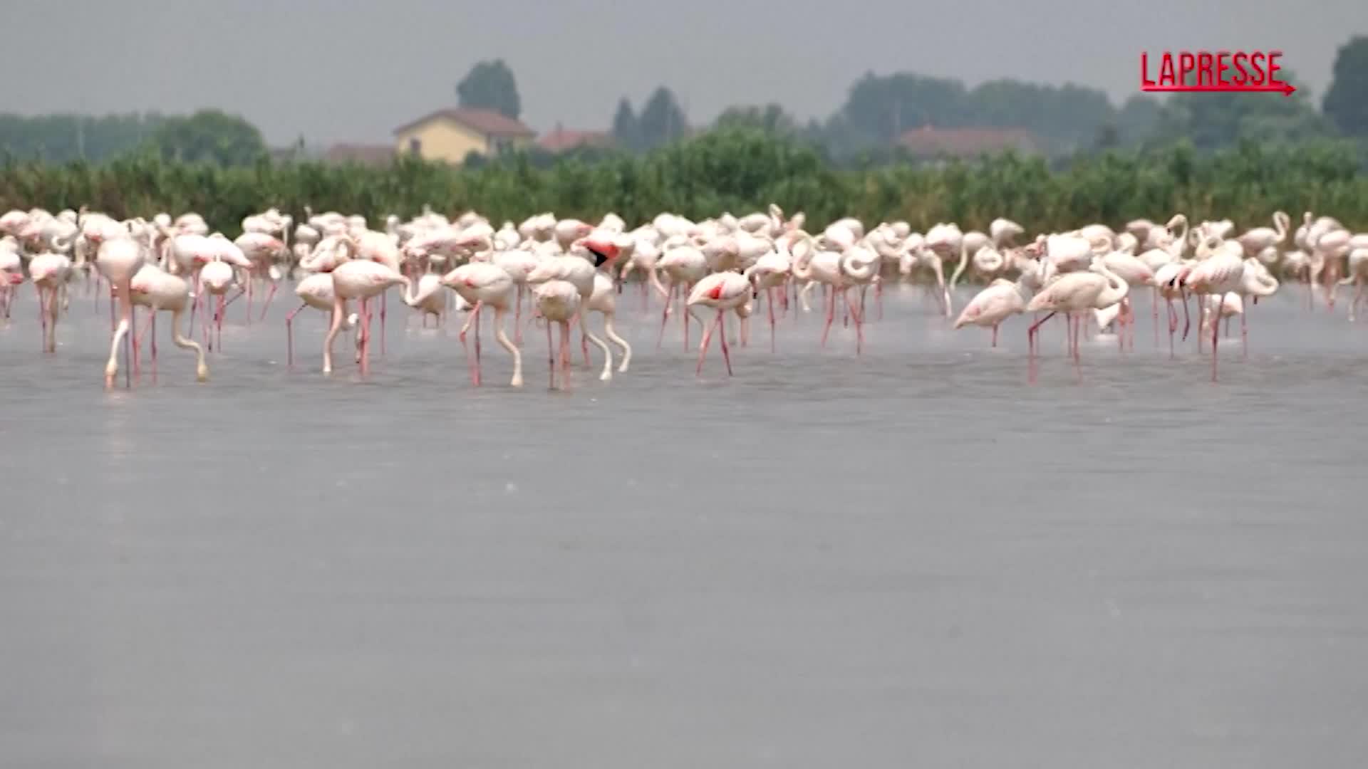 l invasione di fenicotteri rosa sul delta del po risaie minacciate