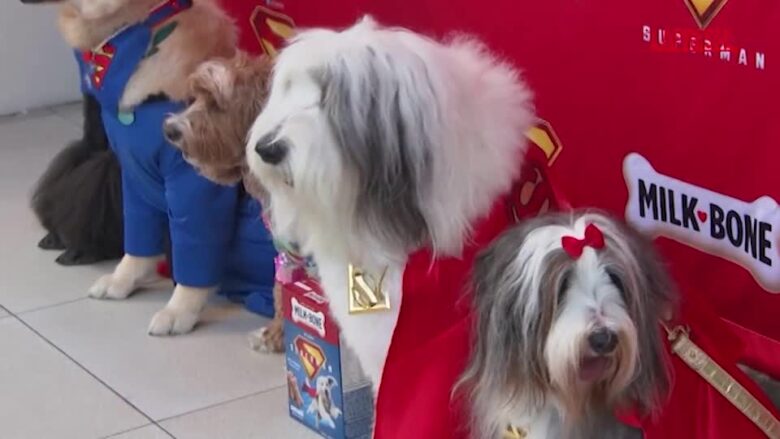 A Los Angeles la proiezione di “Superman” a misura di cane
