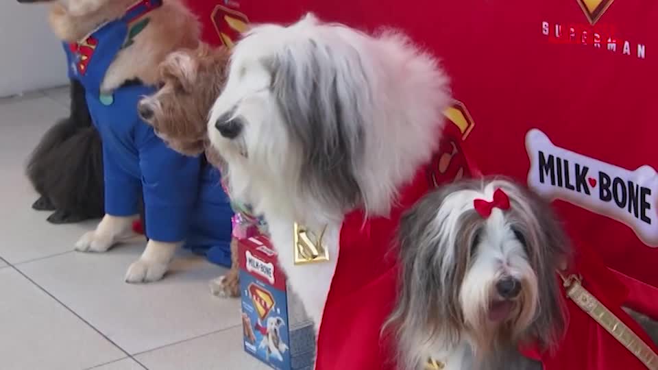 A Los Angeles la proiezione di “Superman” a misura di cane A Los Angeles la proiezione di “Superman” a misura di cane