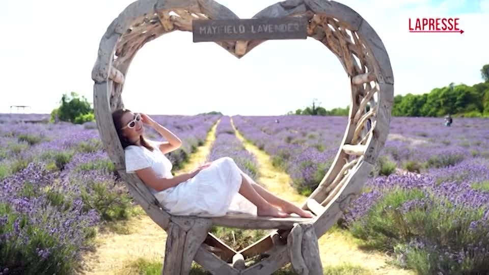 a londra gli spettacolari campi di lavanda che fanno innamorare i turisti