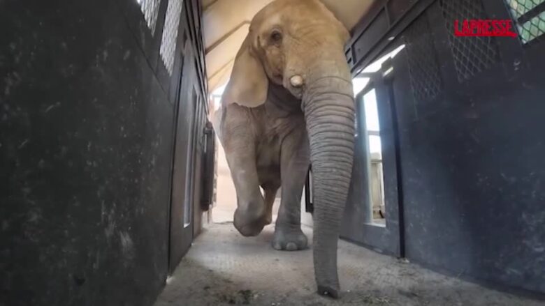 L'elefante Kenya arriva al santuario brasiliano dopo un viaggio di cinque giorni dall'Argentina