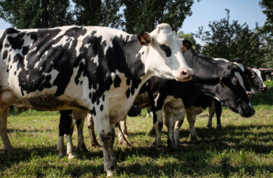 Bluetongue, primi focolai su animali in Molise