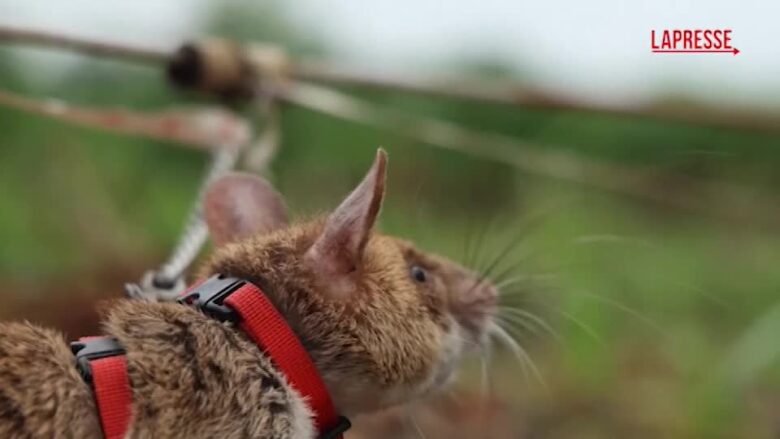 Cambogia, i ratti giganti 'fiutano' le mine antiuomo: le immagini dei roditori all'opera